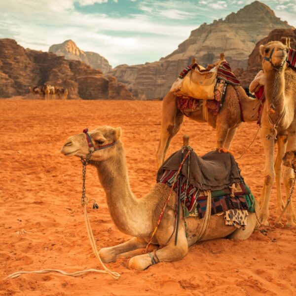 Deserto del Wadi Rum, Giordania, con dromedari