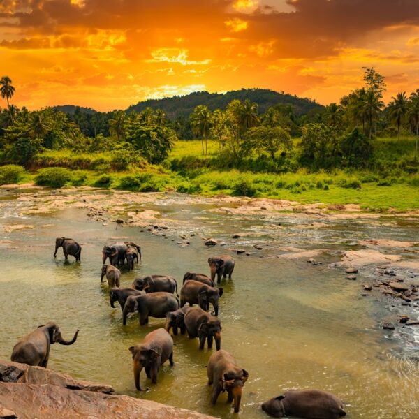 Pinnawala Elephant Orphanage, Sri Lanka