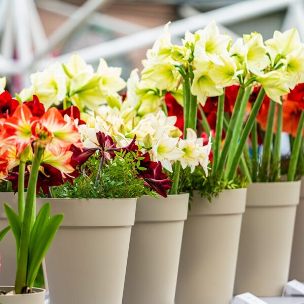 Amarillidi, amaryllis in fiore, a Euroflora, esposizione floreale a Genova