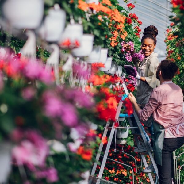 Floricoltrici di gerani al lavoro a Euroflora, esposizione floreale a Genova