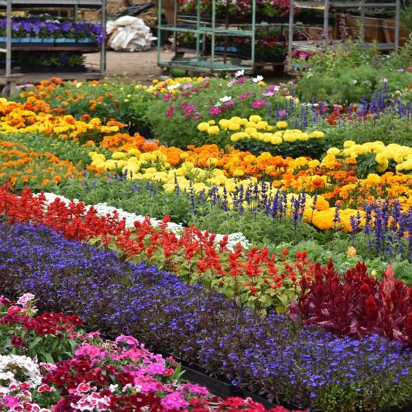 Vasi di fiori in mostra a Euroflora, esposizione floreale a Genova