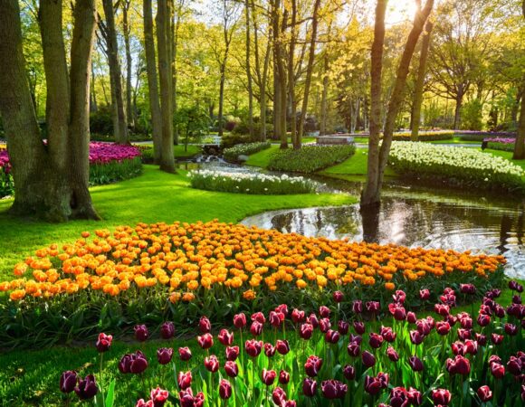 Tour Olanda: Amsterdam & Keukenhof