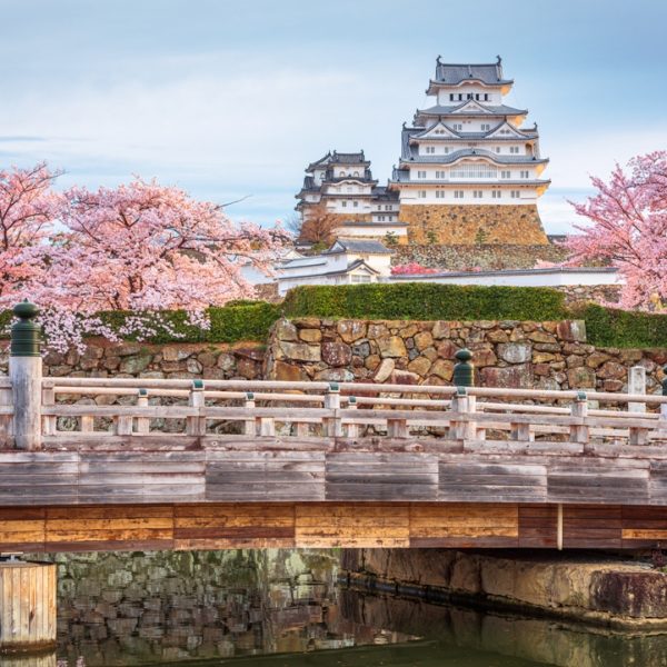 Castello di Himeji in primavera, con albero di ciliegio in fiore