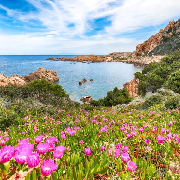 Spiaggia con fiori e rocce, Sardegna