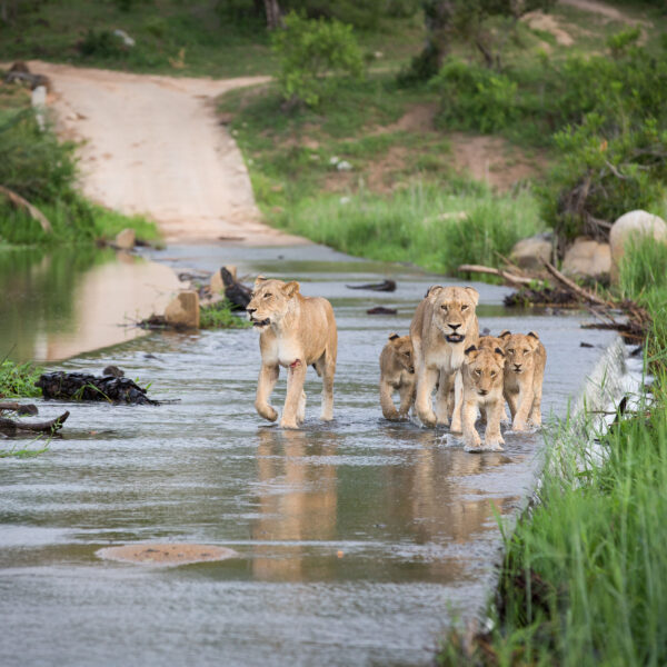 Branco di leonesse e cuccioli, Sudafrica