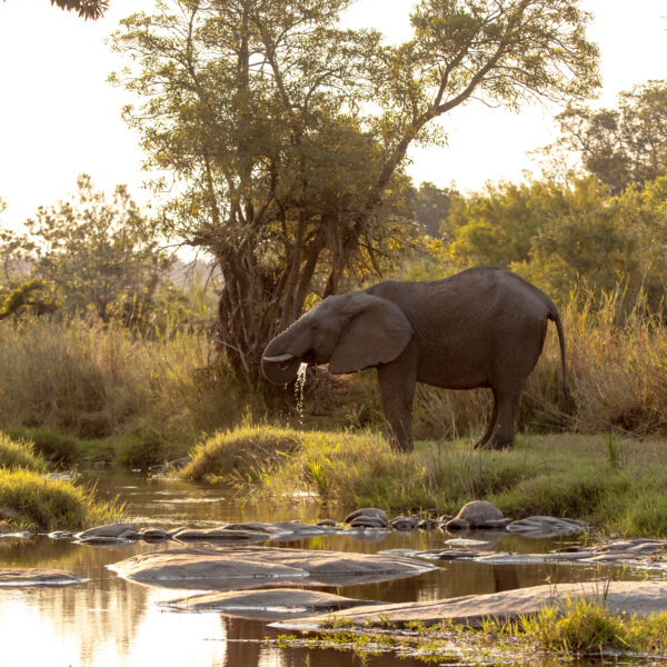 Elefante si abbevera da una pozza, Sudafrica