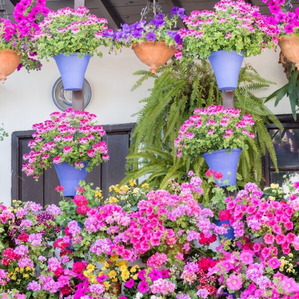 Casa con vasi di fiori alle finestre, Sanremo