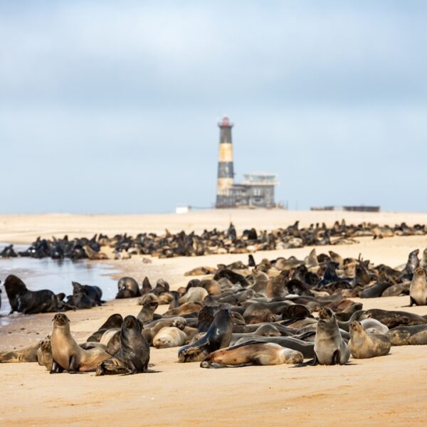 Colonia di otarie a Walvis Bay, Namibia