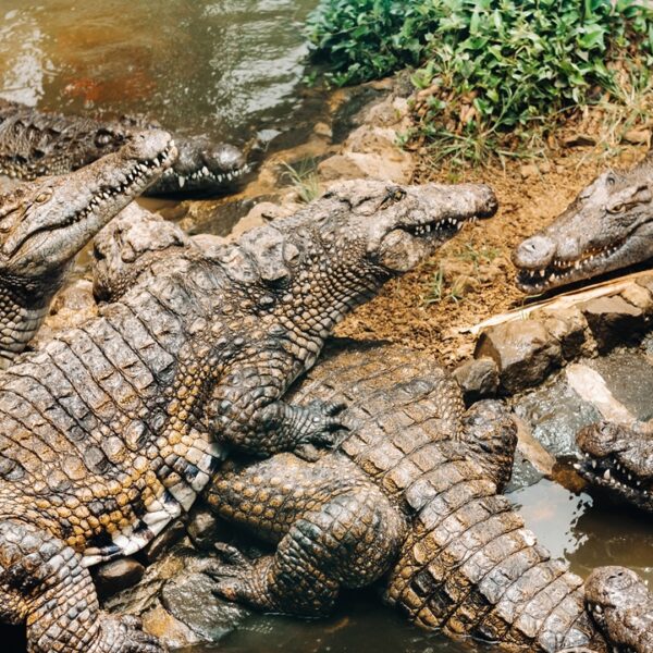 Gruppo di coccodrilli in una crocodile farm in Namibia