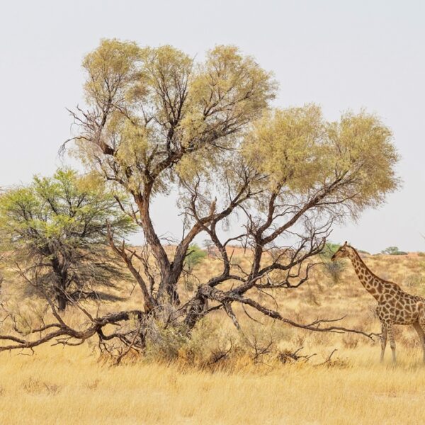 Giraffa nel deserto del Kalahari, Namibia