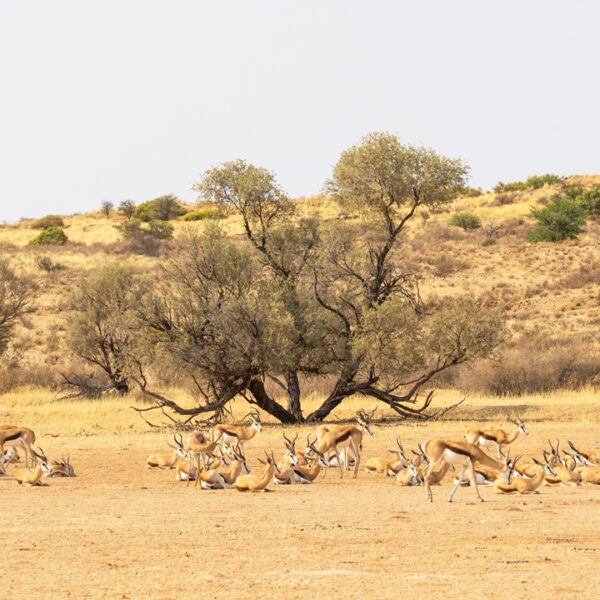 Antilopi o spingbok nel deserto del Kalahari, Namibia