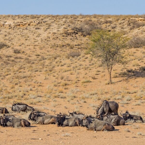 Mandria di gnu o wildebeest nel deserto del Kalahari, Namibia