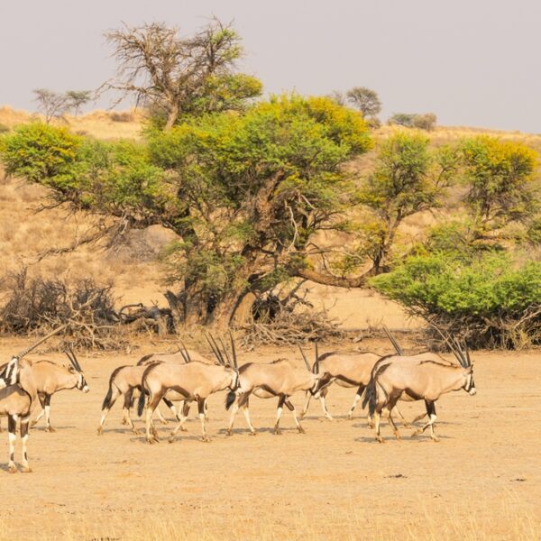 Orici o gemsbok nel deserto del Kalahari, Namibia